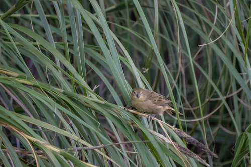 iNaturalist image