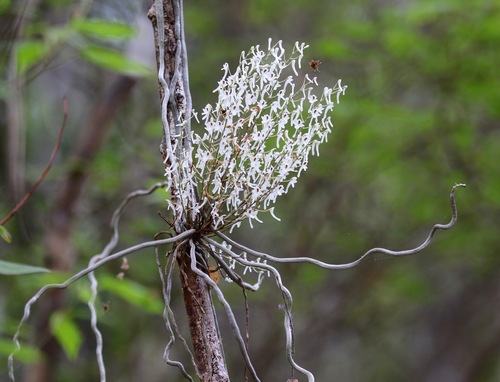Microcoelia perrieri