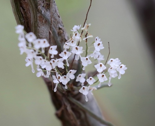 Microcoelia perrieri