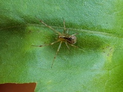 Anelosimus studiosus