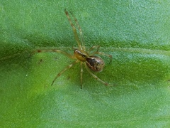 Anelosimus studiosus