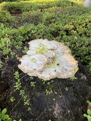 Media resource of Leiotrametes lactinea