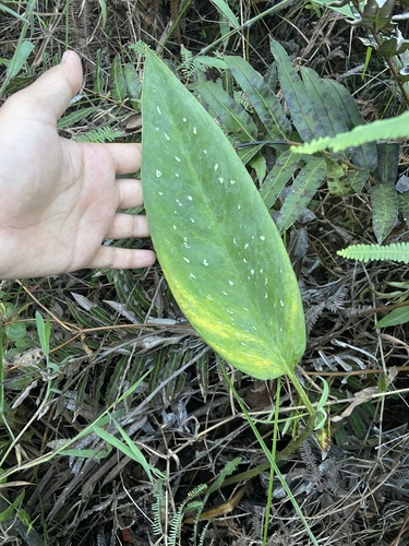 Xanthosoma striatipes
