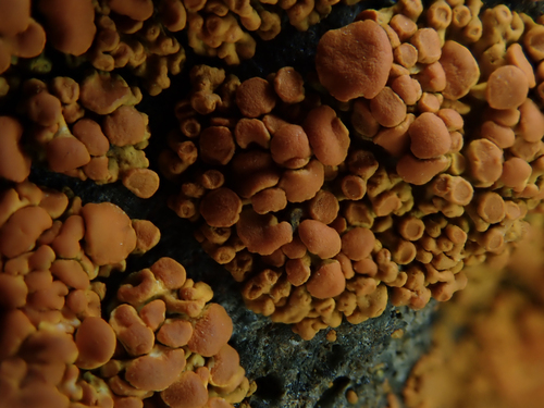 Elegant Sunburst Lichen (Rusavskia elegans)
