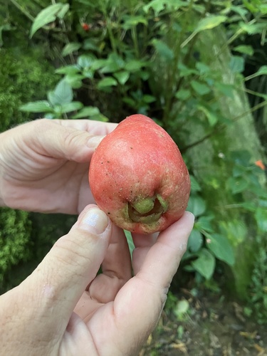 Syzygium malaccense - Whole tree