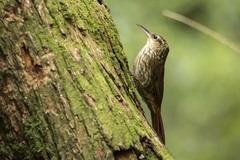 Lesser Woodcreeper photo 2