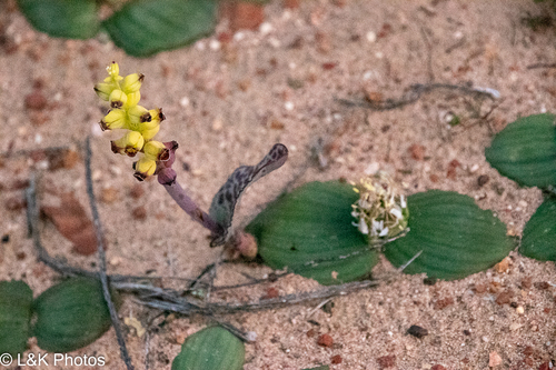 Lachenalia karoopoortensis