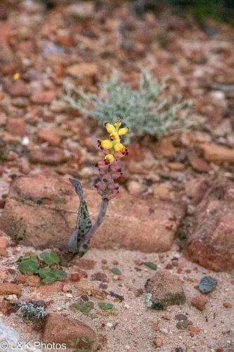 Lachenalia karoopoortensis