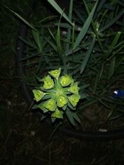 Euphorbia esula