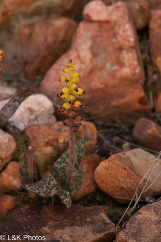 Lachenalia karoopoortensis
