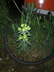Euphorbia esula