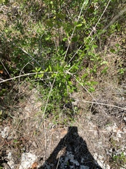 Forestiera segregata