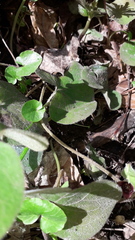 Asarum europaeum