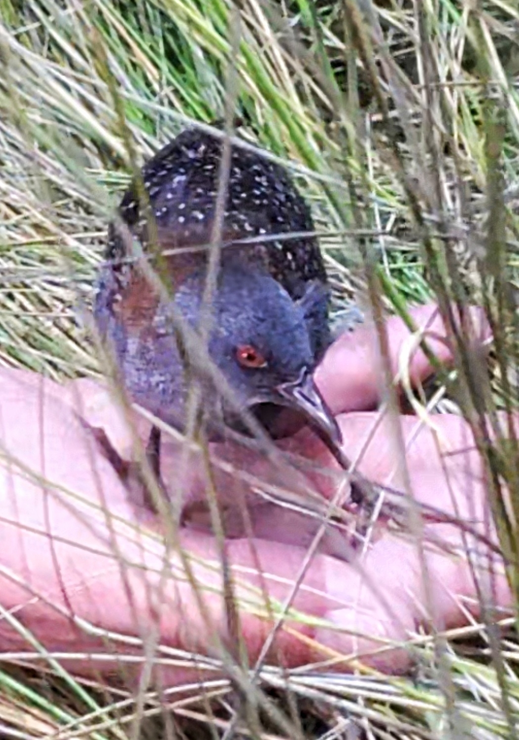 Black Rail (Laterallus jamaicensis), photo 1