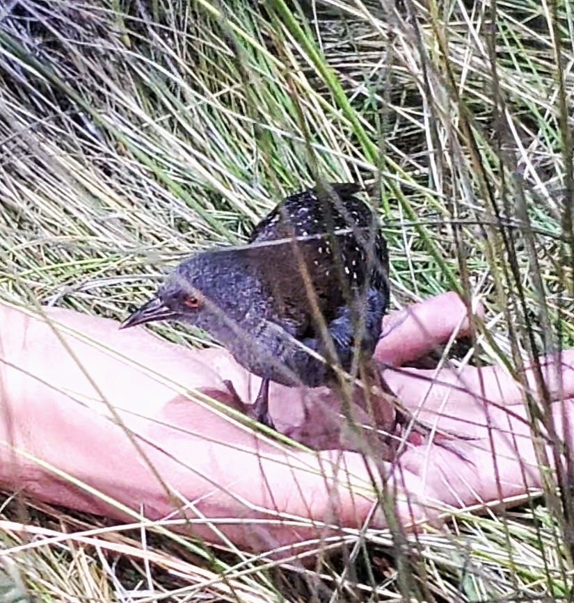 Black Rail (Laterallus jamaicensis), photo 2