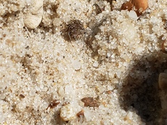 Leichenum