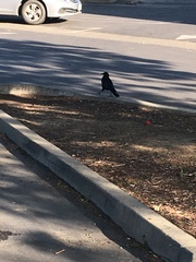 Eschscholzia californica