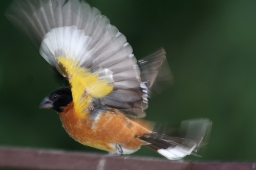 Black-headed Grosbeak, photo 7 of 9