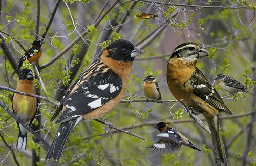 Black-headed Grosbeak, photo 8 of 9