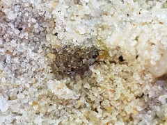 Leichenum