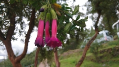 Cantua buxifolia