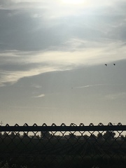 Eschscholzia californica