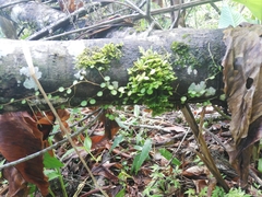 Peperomia rotundifolia