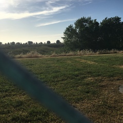 Eschscholzia californica