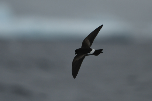 Paíño de Wilson (Oceanites oceanicus)