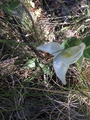Mandevilla macrosiphon