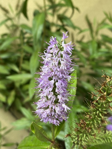 Veronica andersonii observed 2024-03-20