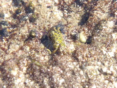 Pachygrapsus