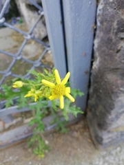 Senecio vernalis