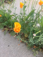 Eschscholzia californica