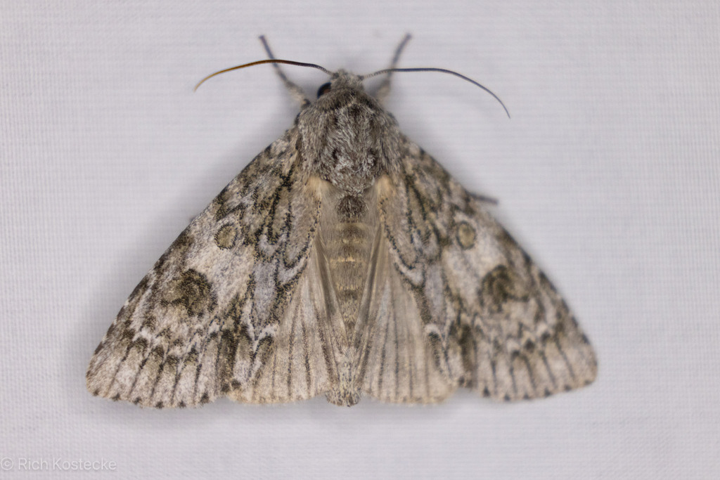 Hackberry Dagger