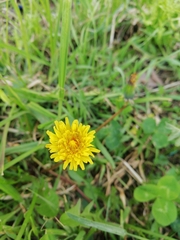 Taraxacum officinale