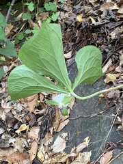 Trillium rugelii