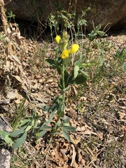 Thermopsis montana
