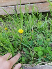 Taraxacum officinale
