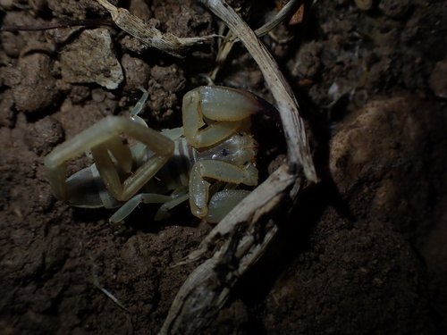 Gadim Slender-tailed Scorpion photo 3