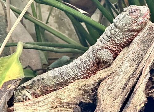 Chinese Crocodile Lizard