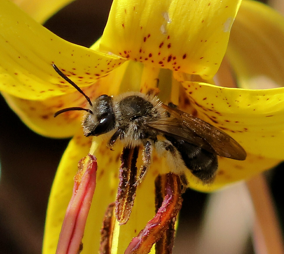 Troutlily Mining Bee from Laurel Run areas, TN, USA on March 14, 2024 at 1254 PM by Sherrie