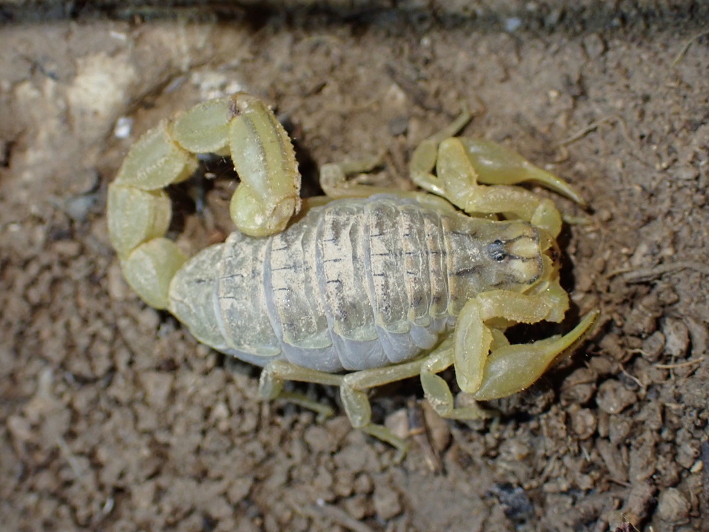 Mesobuthus phillipsi