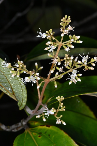 Miconia phaeophylla