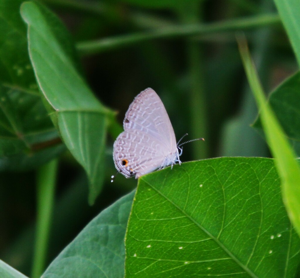 Purple Cerulean from Brisbane QLD, Australia on December 29, 2016 at 08 ...