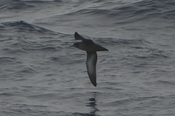 Sooty Shearwater