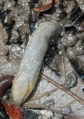Arion fasciatus