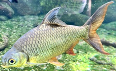 Tinfoil Barb photo 2