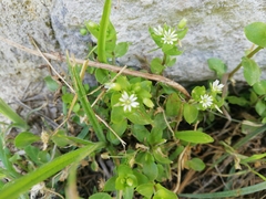 Stellaria media