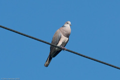 Streptopelia dusumieri